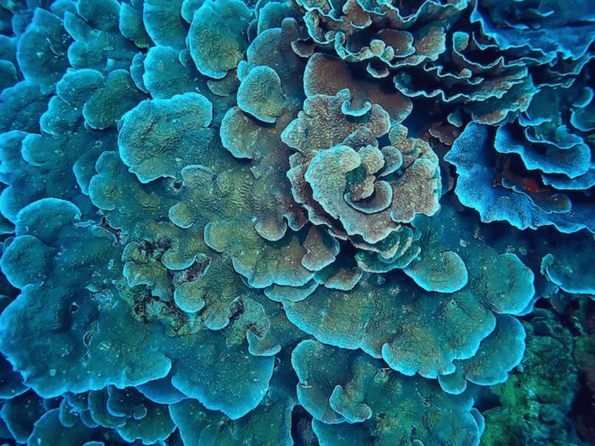 How Do Corals Move