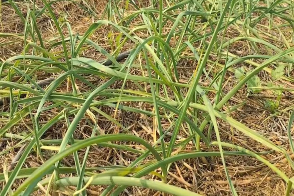 Garlic cultivation