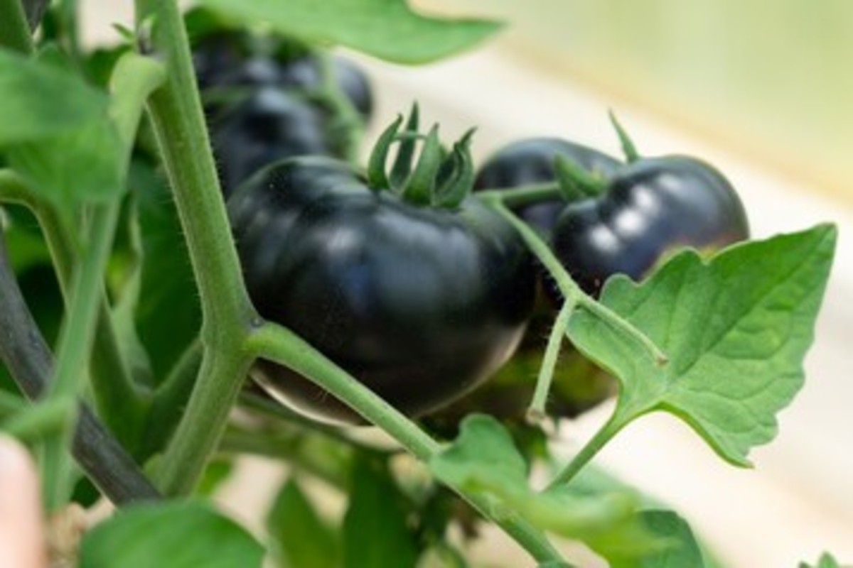 Black Tomato Farming