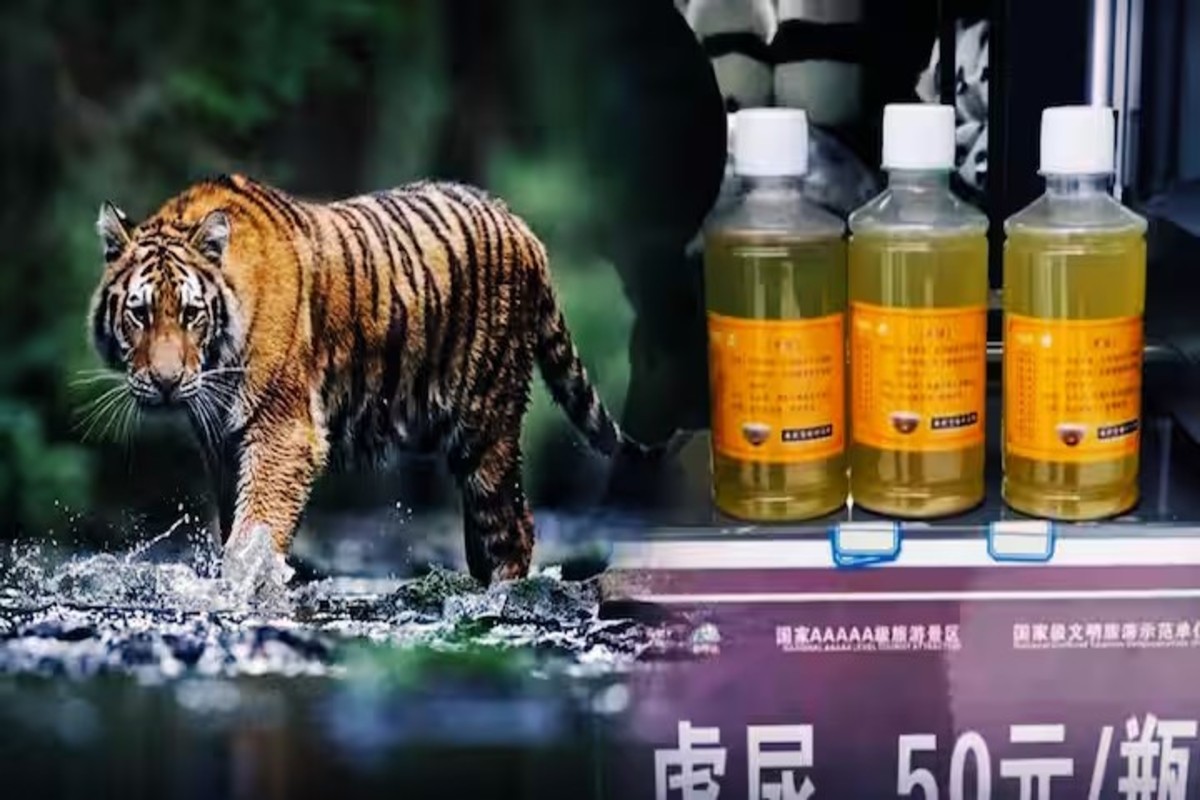 Chinese tiger urine