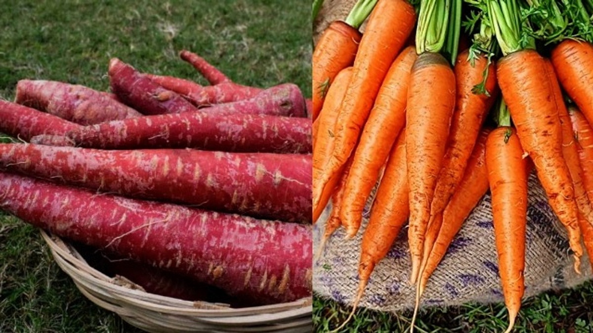 Carrots Satya Day