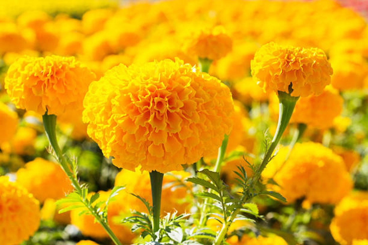 marigold farming