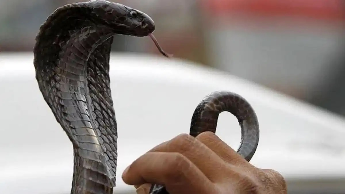 Kissing-Poisonous-Cobra