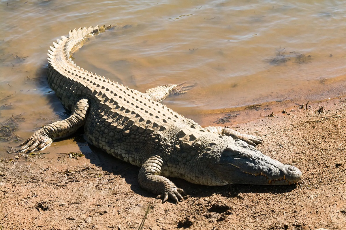 Clever Crocodiles
