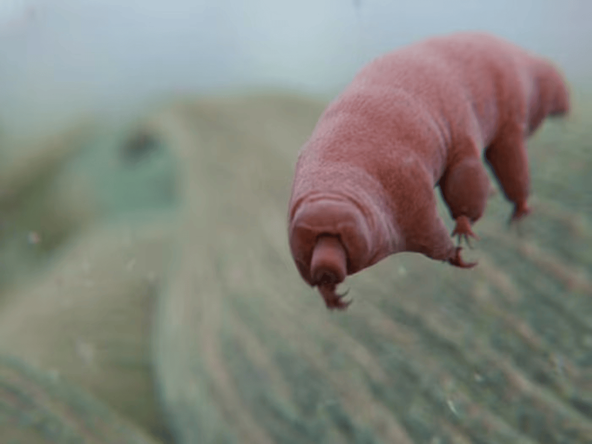 Animal Which Will Survive all Odds