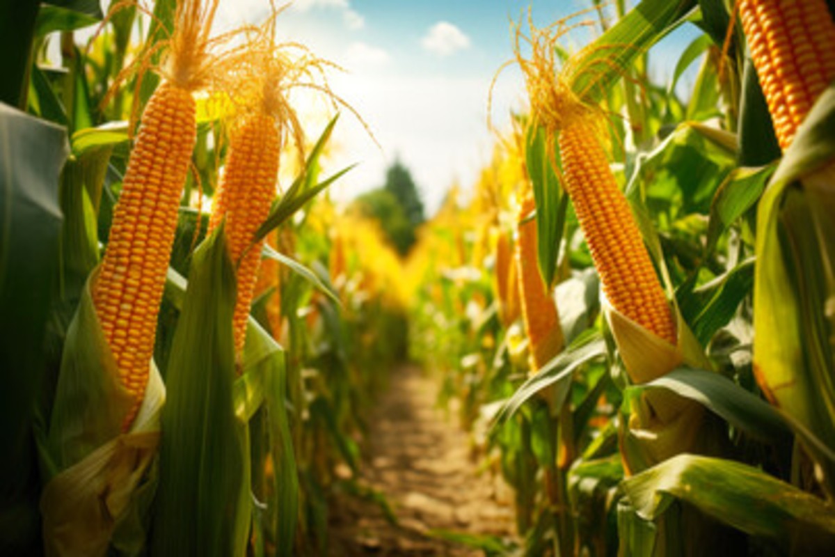 Maize Farming