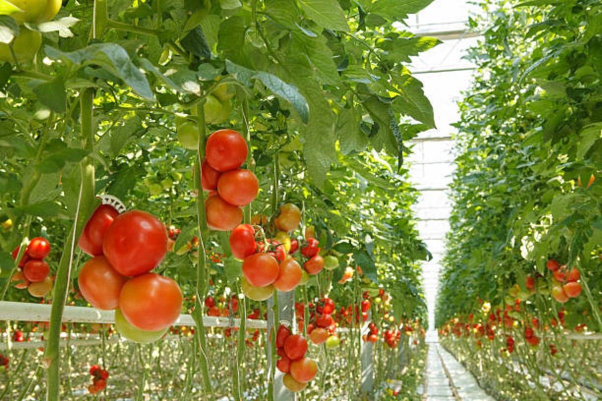 Tomato farming tips