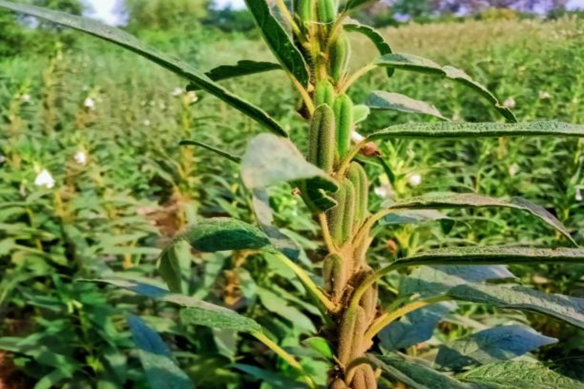 sesame farming tips