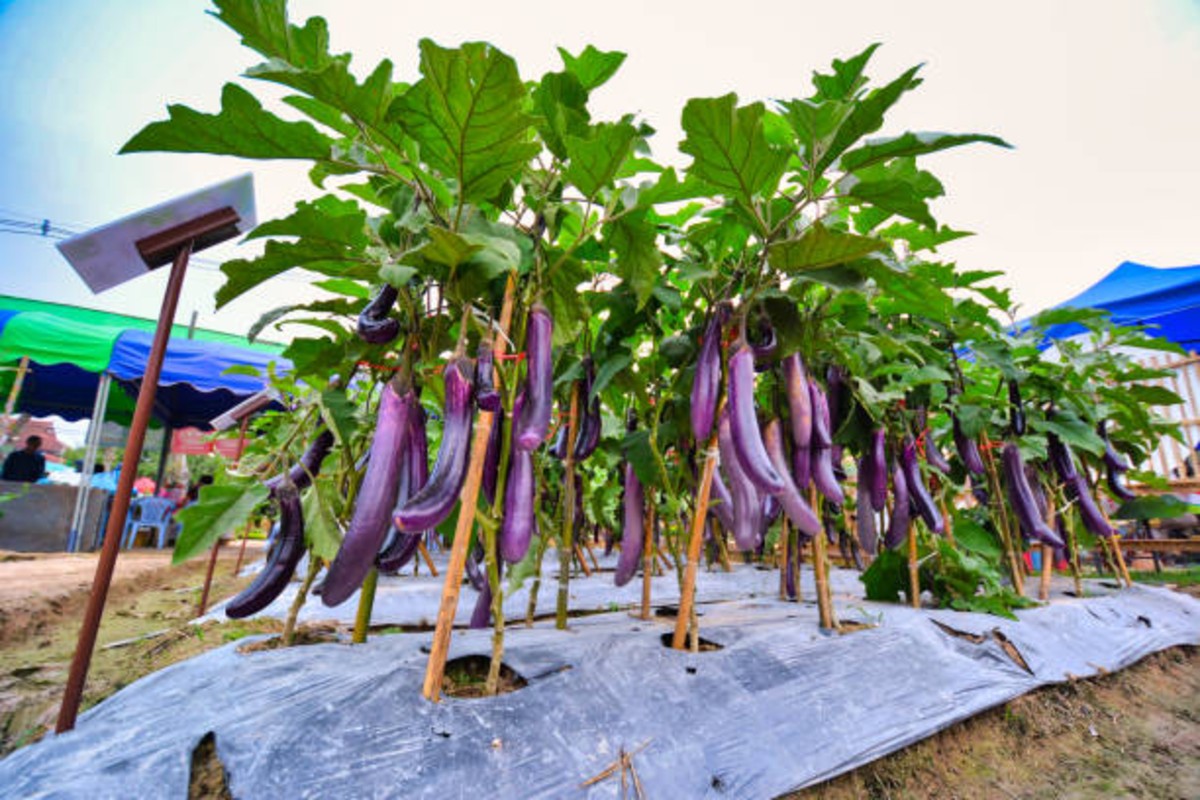 Masotiya village chili farming