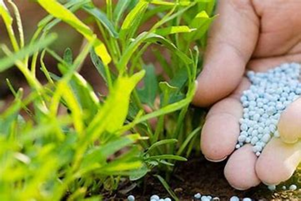 Fertilizer subsidy