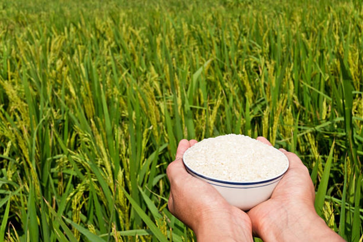 Boro Rice Direct Sowing