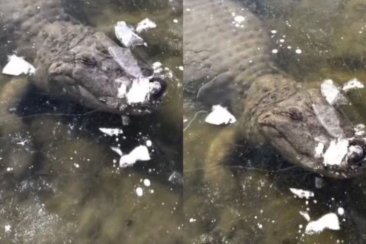 Crocodile freeze in ice viral video