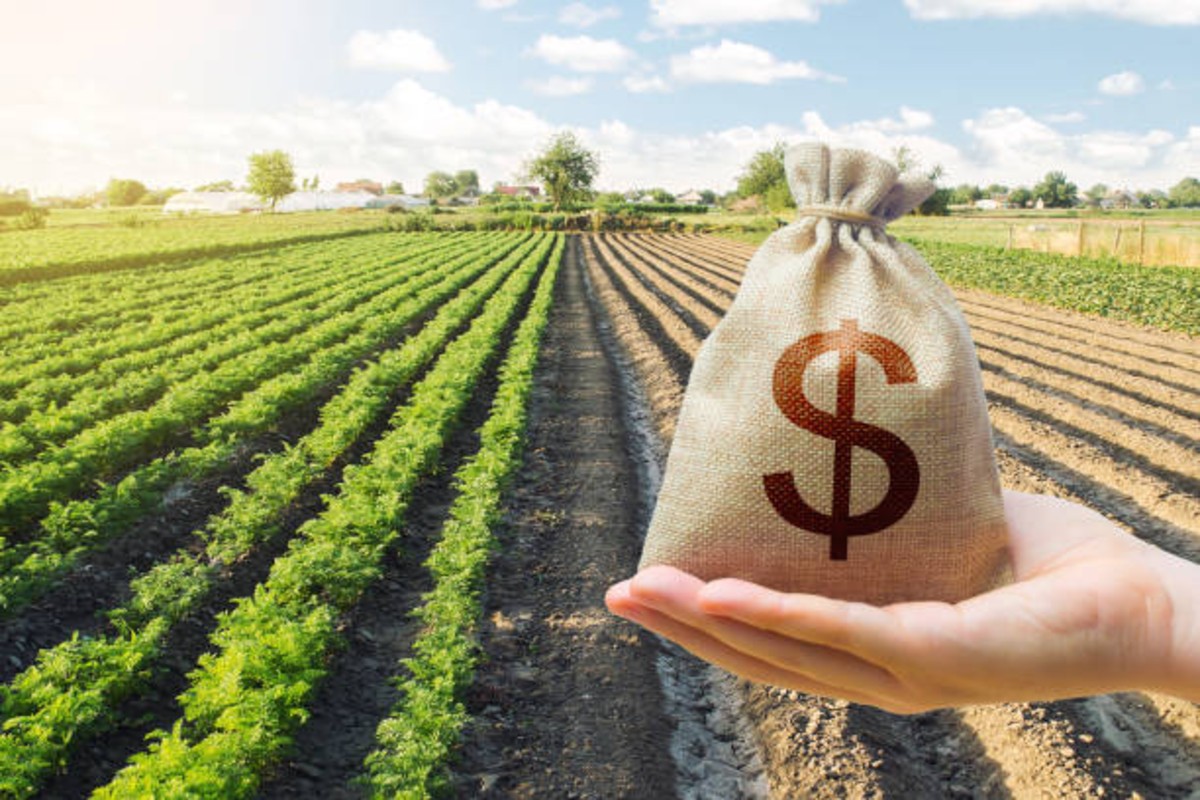 Potato farming profit