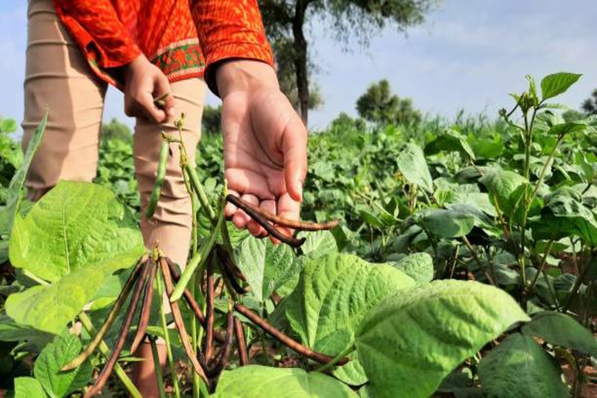Cultivation of Mung Bean