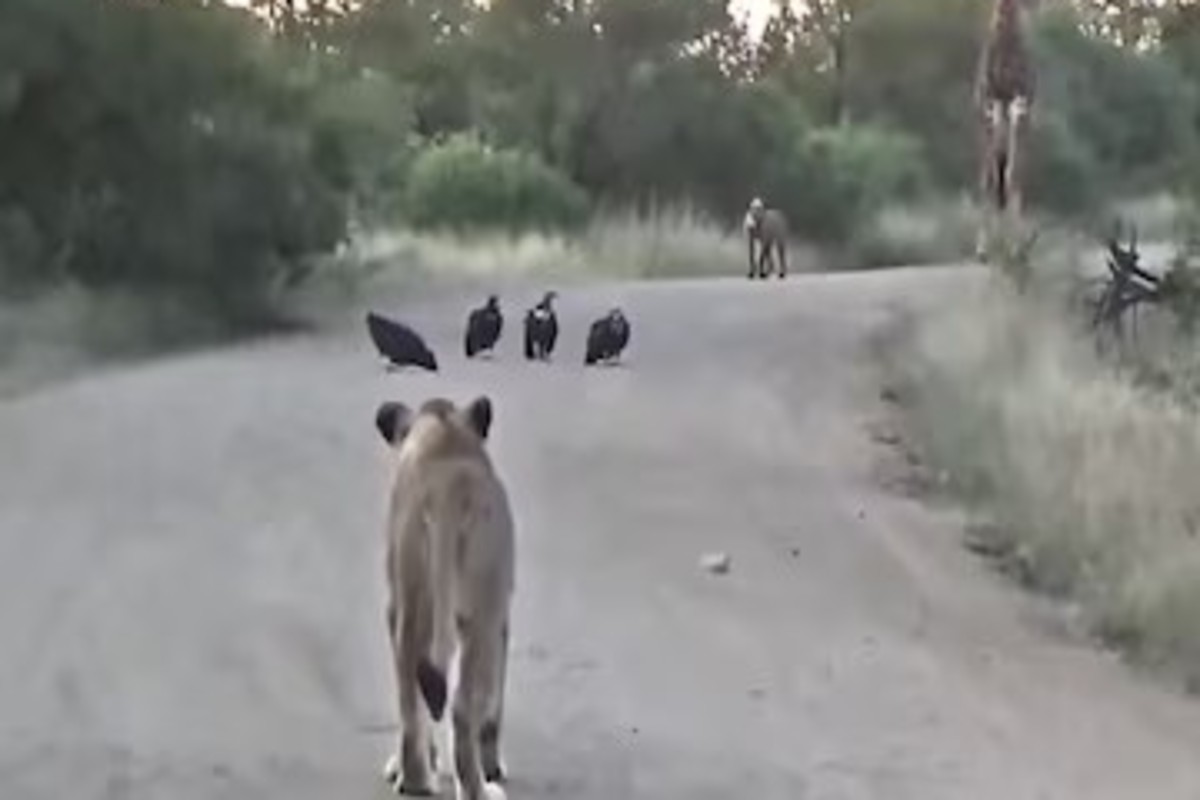 Wildlife standoff