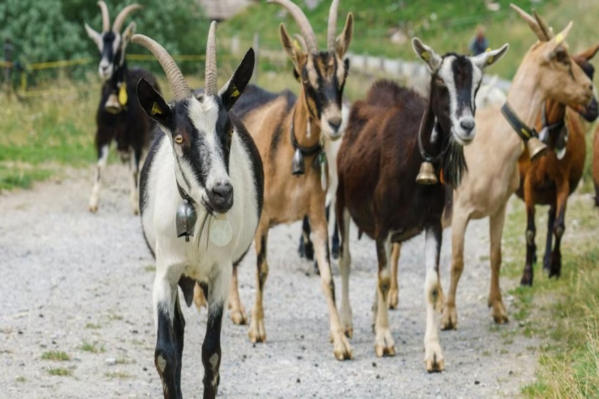 Goat Farming