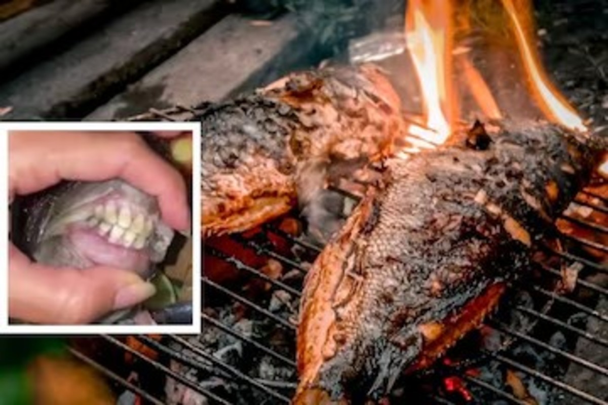 Grilled Fish Incident