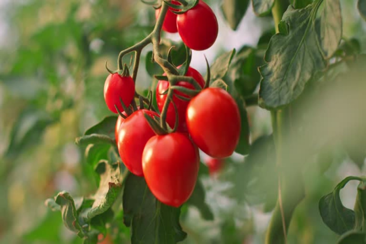 Tomato plant