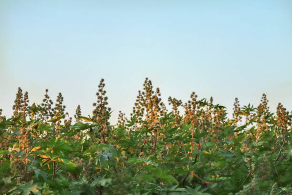 Castor Cultivation