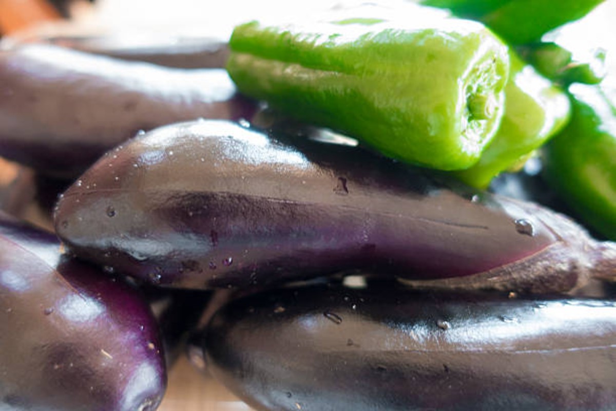 Charu Brinjal Cultivation