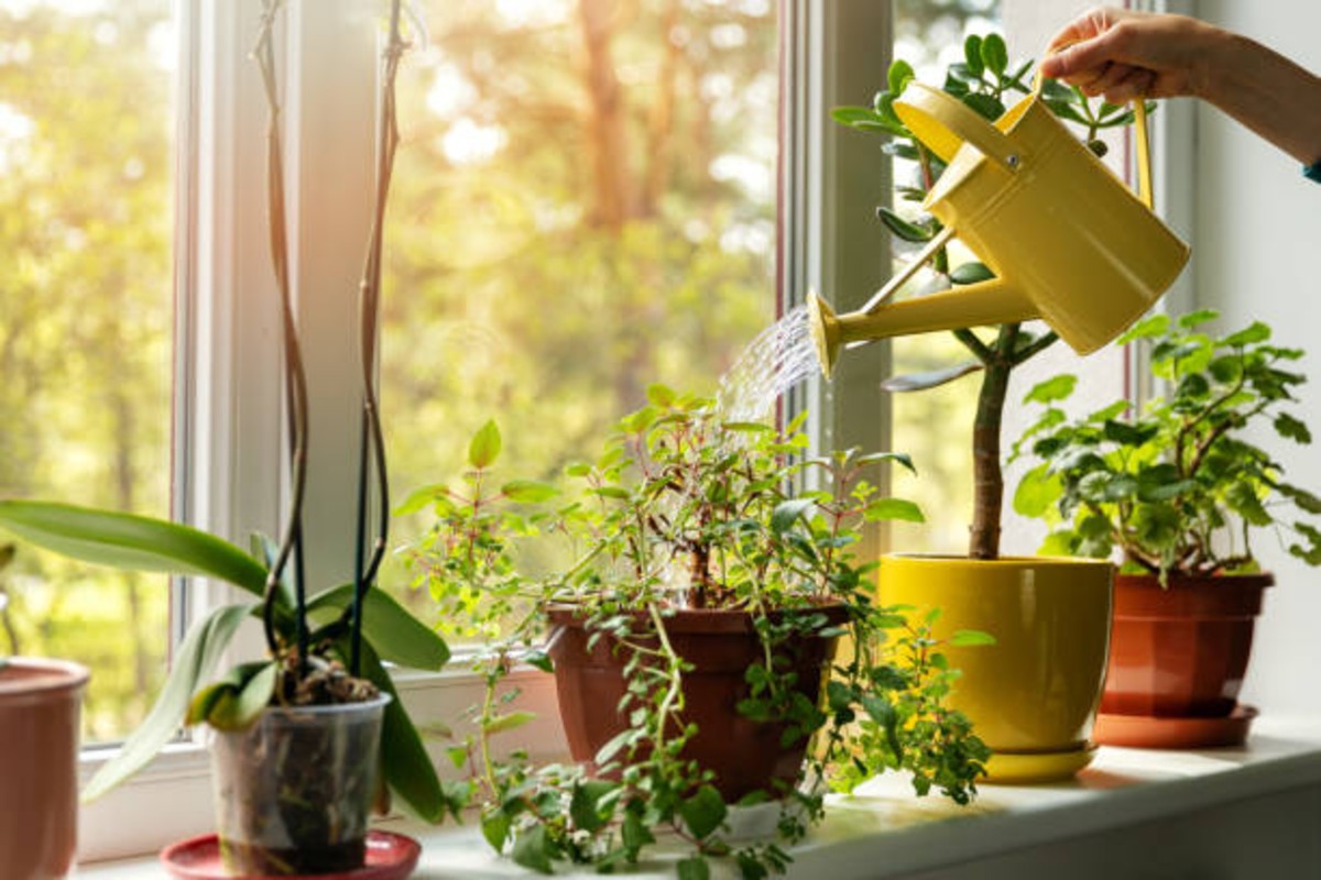 Indoor plants for home