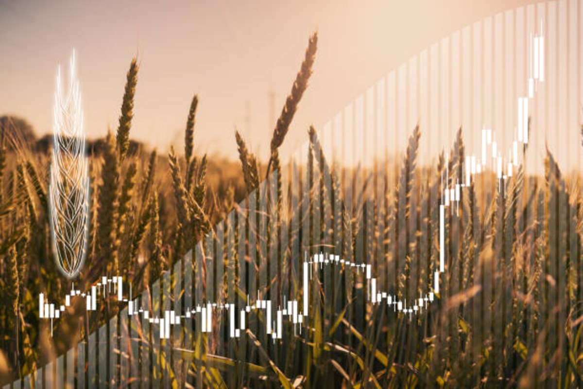 Wheat Price bumper sowing