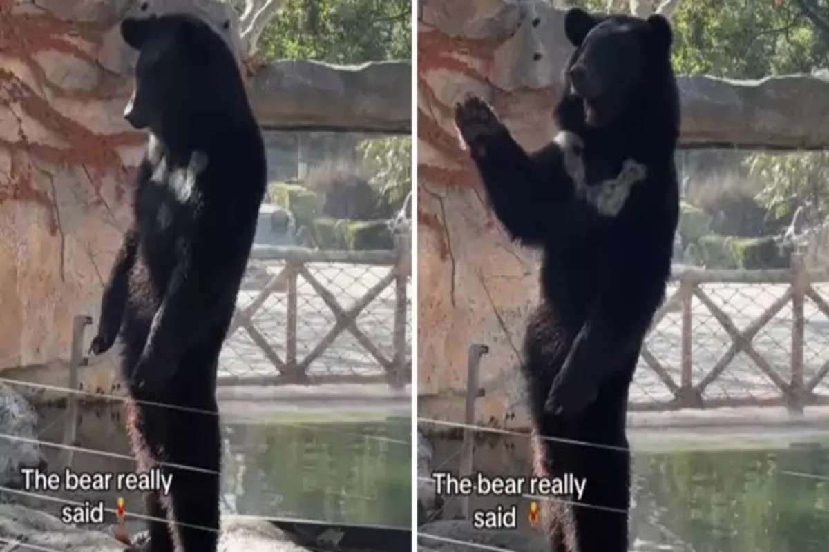 Bear Viral Video
