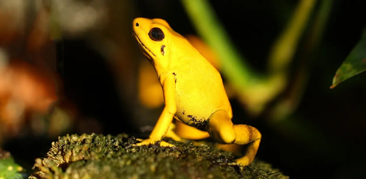 Golden Frog.2
