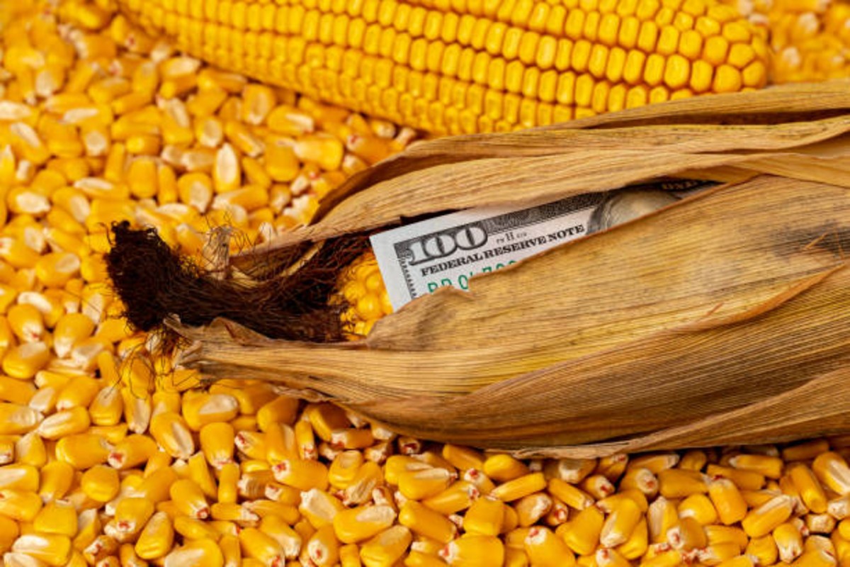 Maize Price