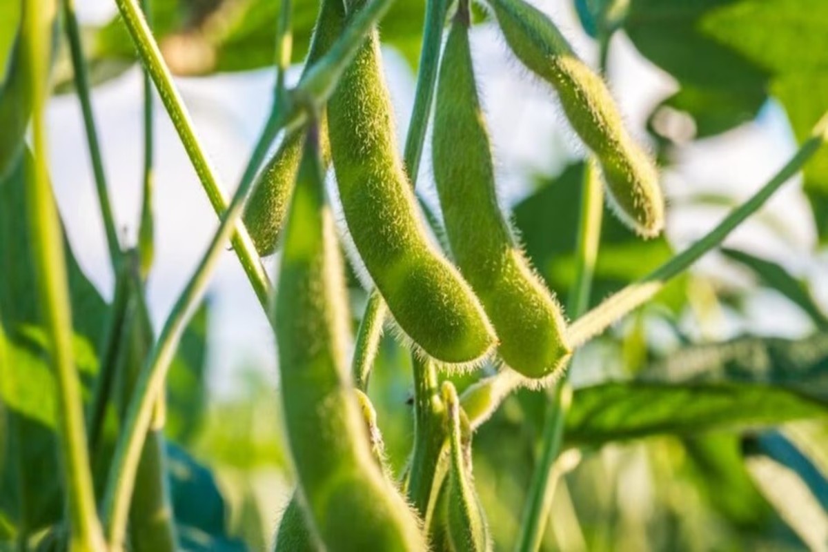 High Yield Tuver Varieties