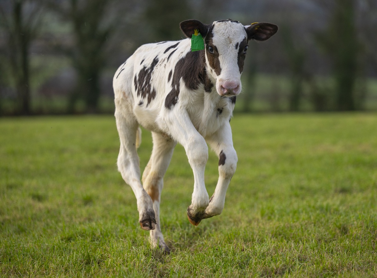 Hilda Cow
