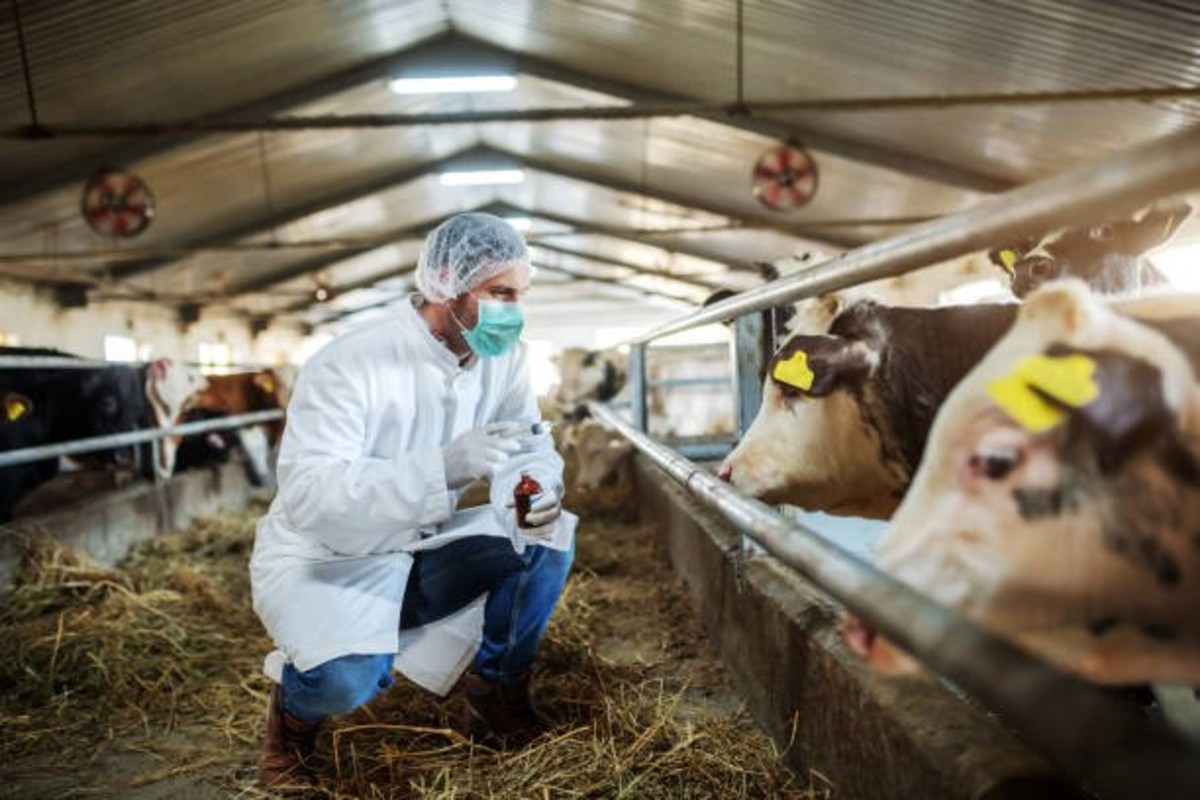 Animal Vaccine