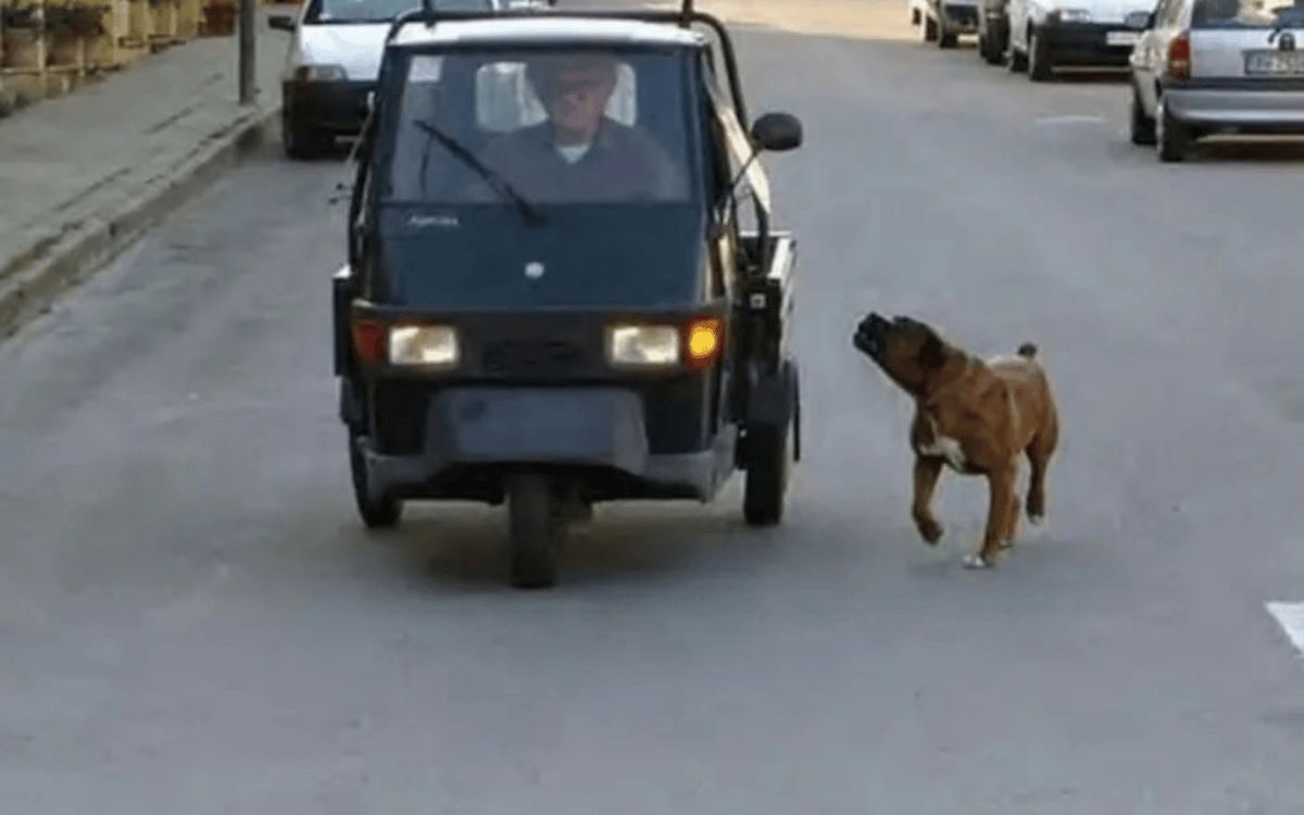 Why do dogs chase cars