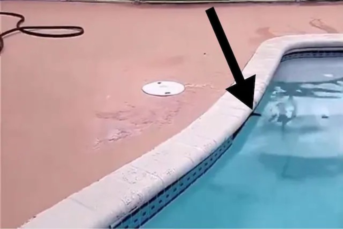 Swimming pool creature