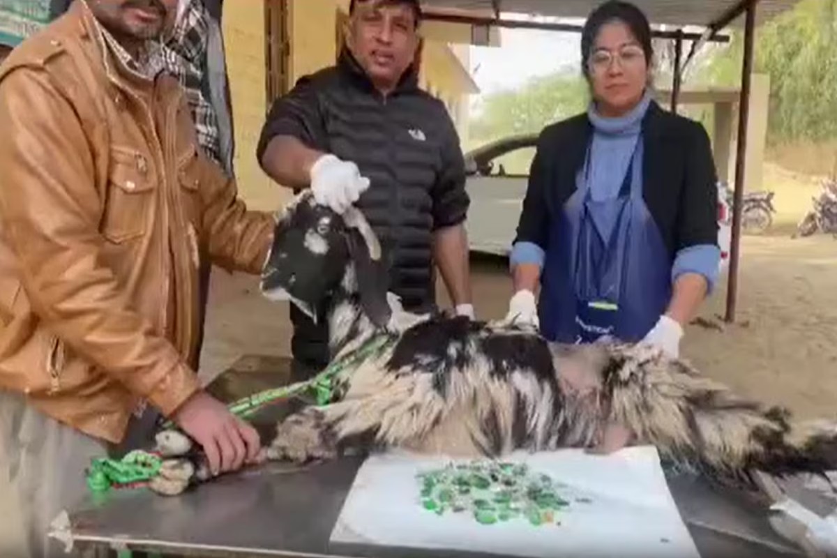 Ajab Gajab news