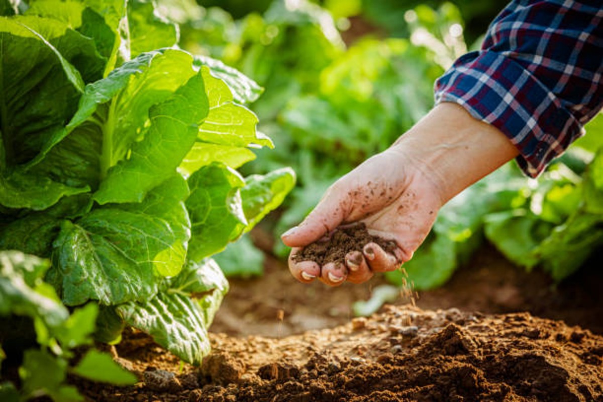 Organic fertilizer preparation