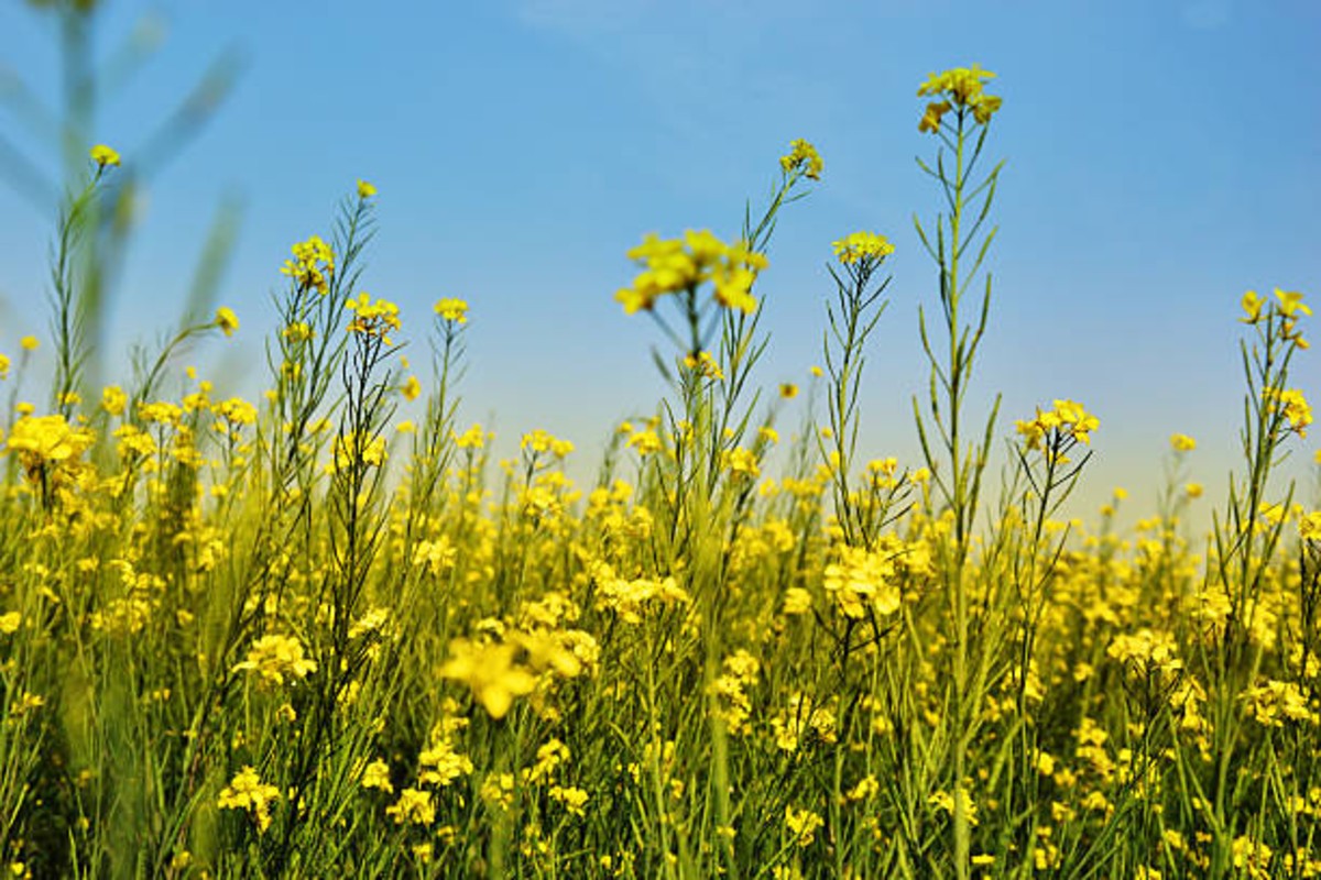 Mustard Price Update