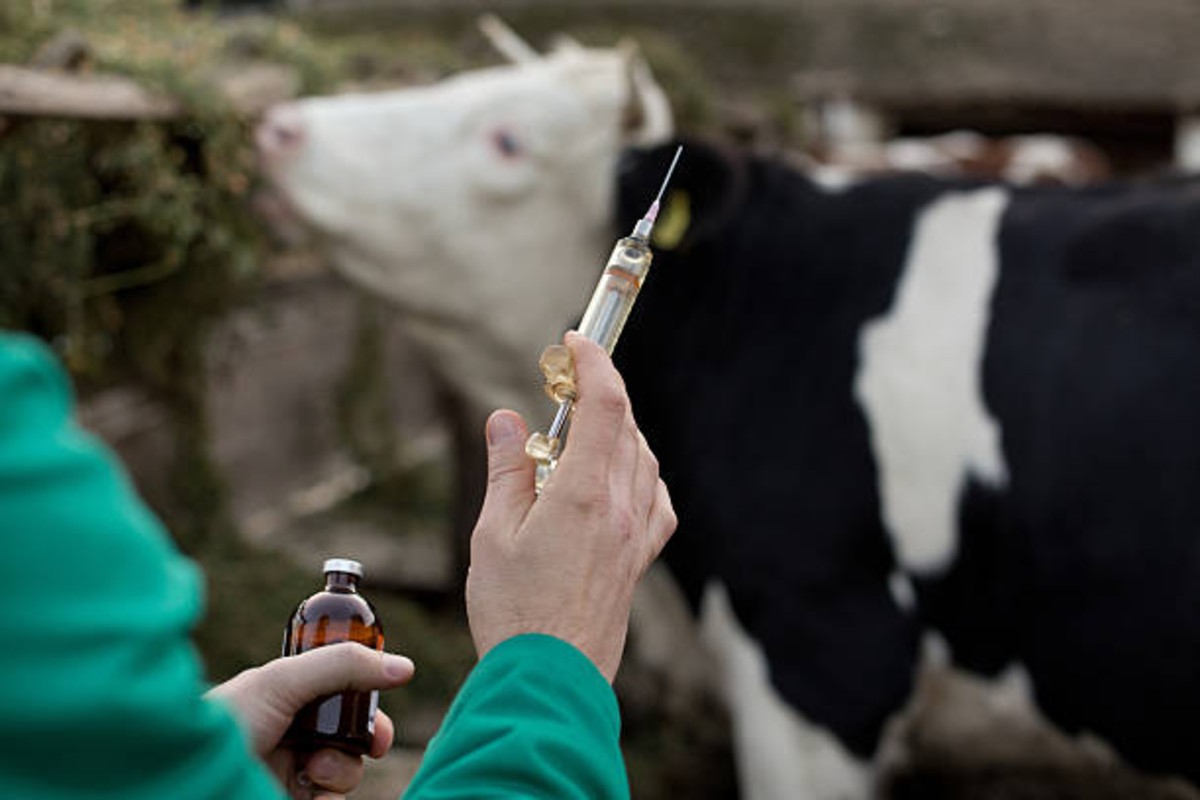 Animal Vaccine
