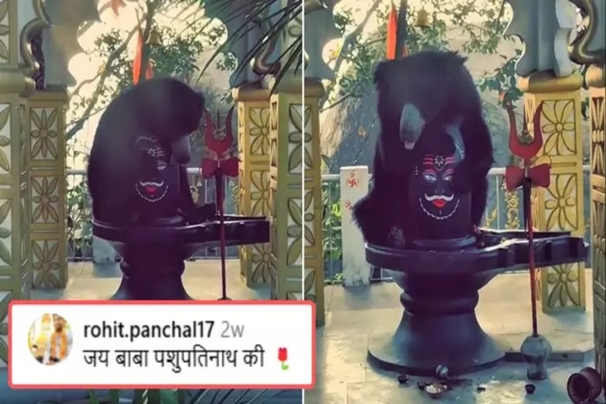 Shivling Bhalu Video