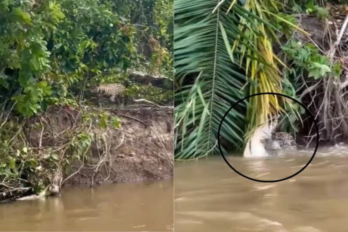 Jaguar hunt crocodile viral video