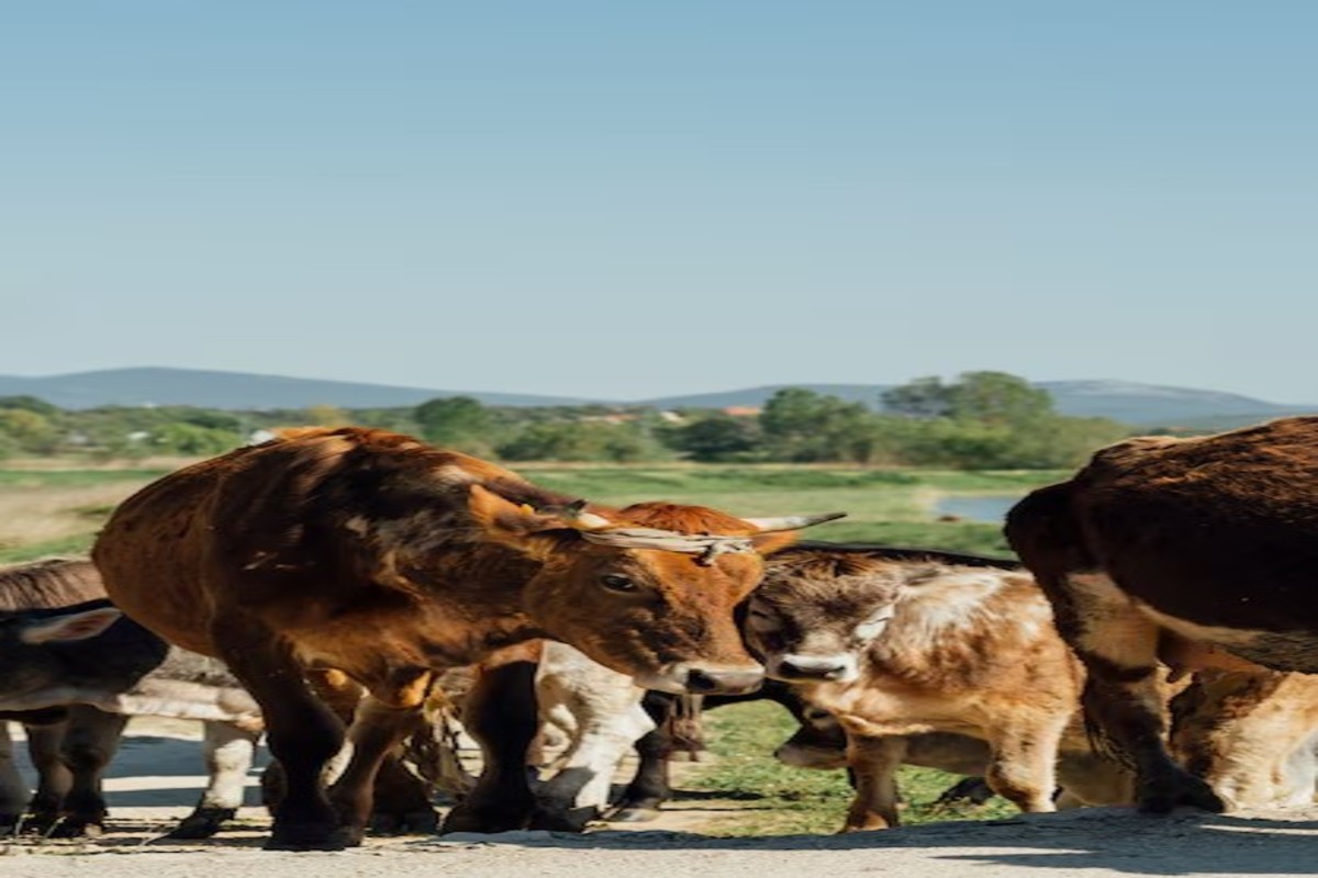 Healthy Winter Diet for Cows and Buffaloes