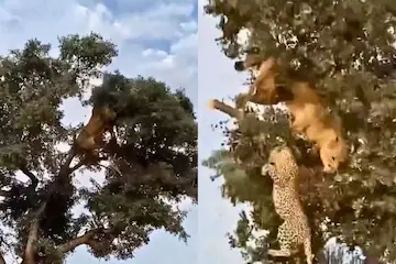 lion leopard viral video 2025 01 55d56dfc32645d7d2ec7cfb5fc3cbfc1 3x2 1