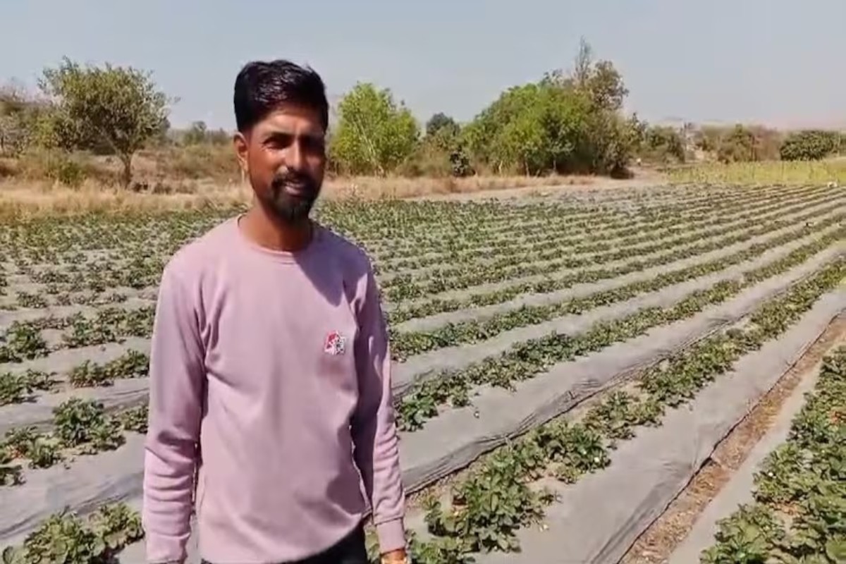 Strawberry cultivation