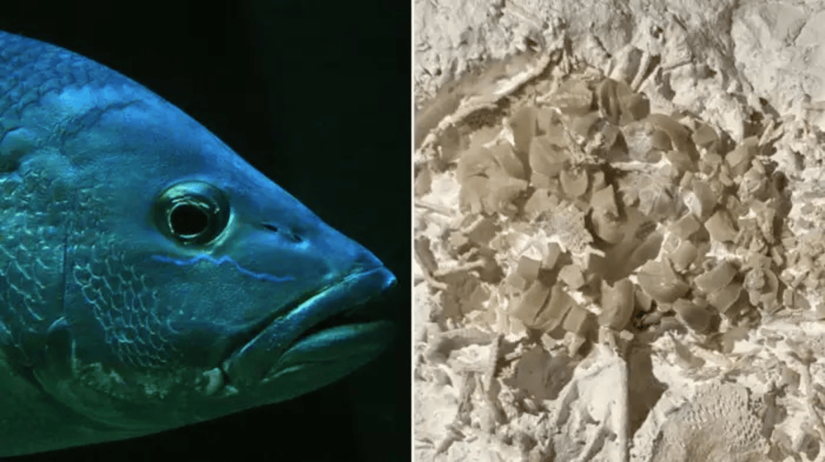 66 Million Year Old Vomit Found