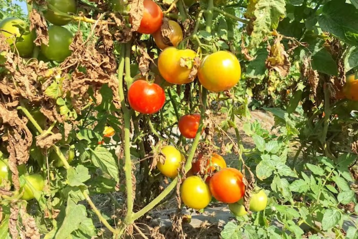 Hybrid tomato cultivation