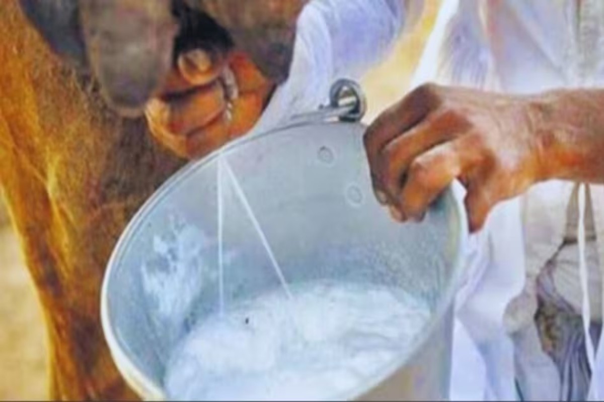 Camel Milk