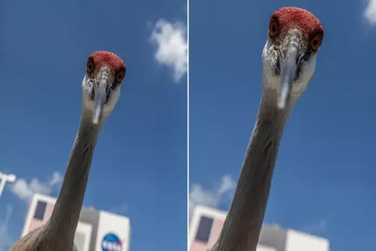 Sandhill Crane Close Up Photo