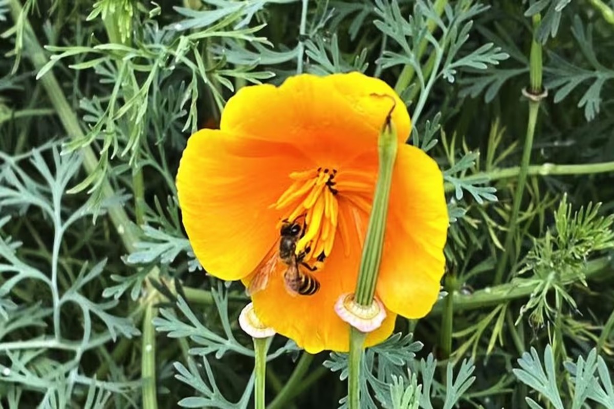 Carpenter Bees