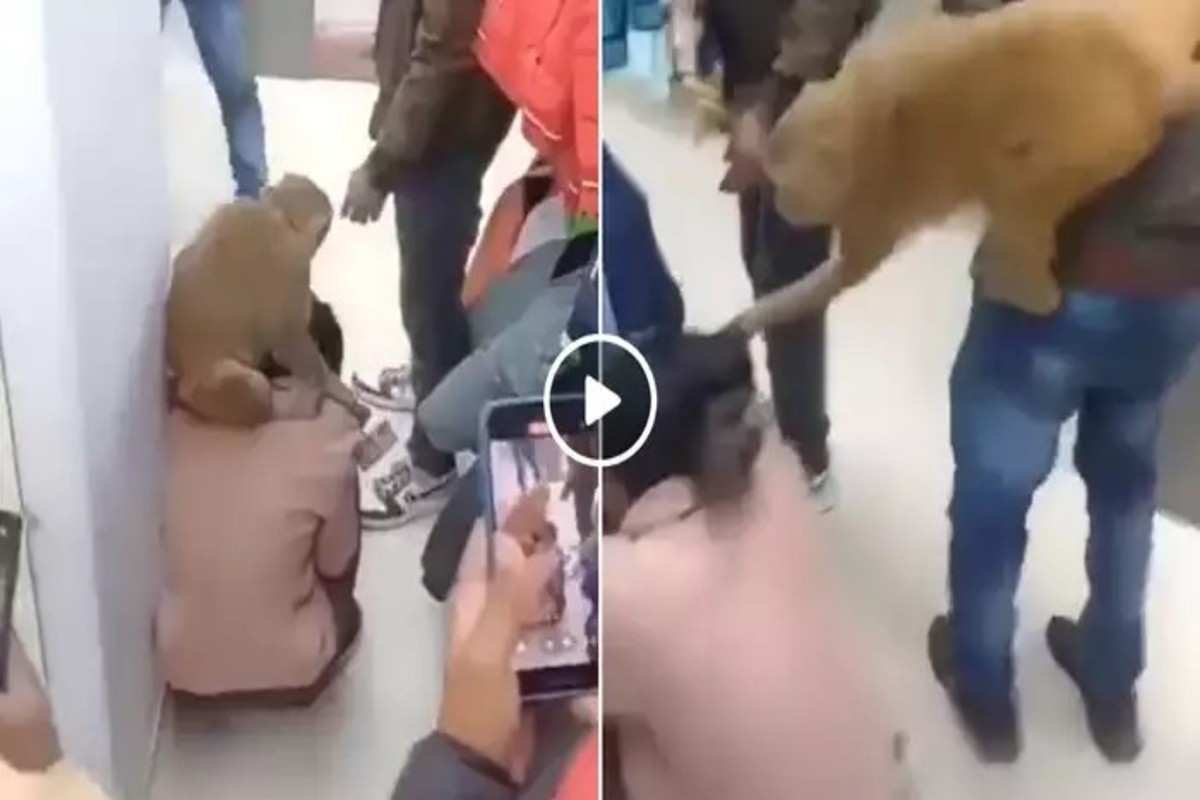 Up Jhansi Monkey In Mall