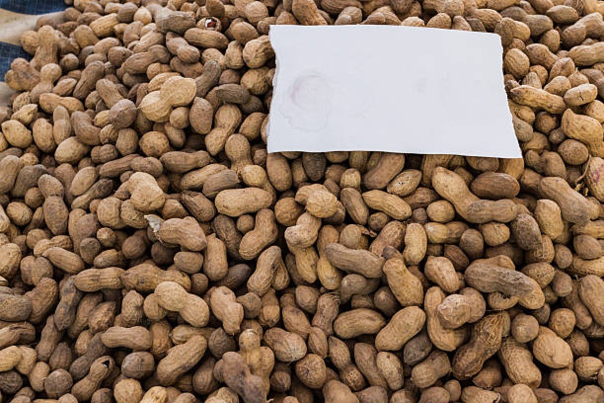 Record peanut purchase in Gujarat